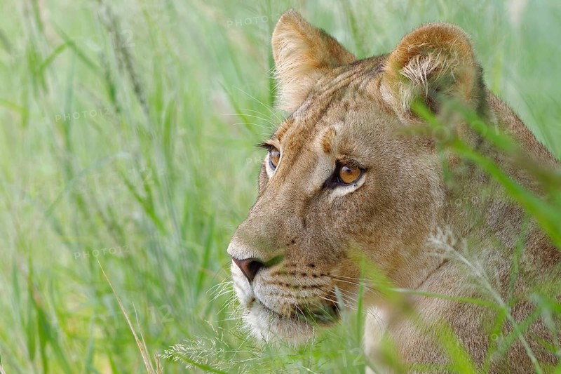 Lioness (Panthera leo)