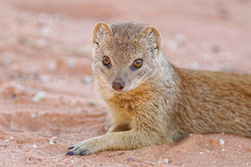 Yellow mongoose (Cynictis penicillata)