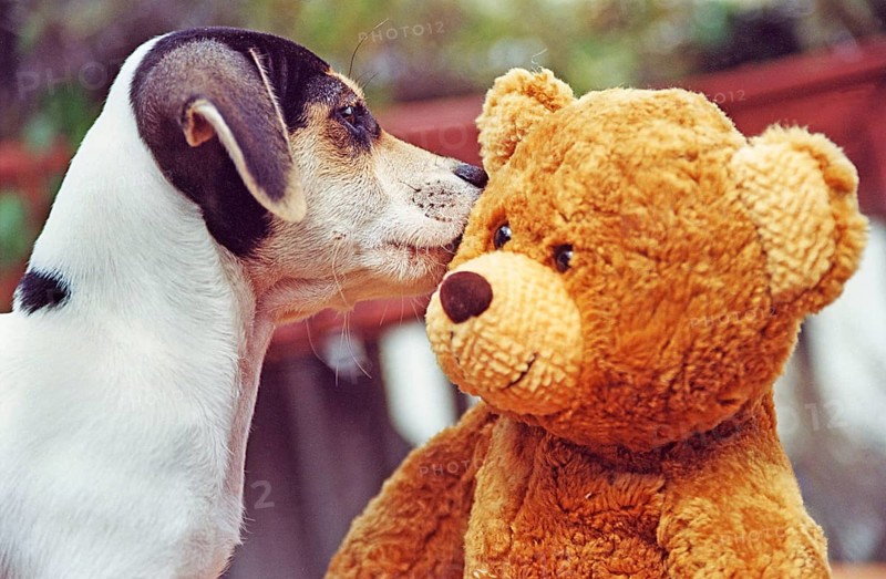 Jack Russell Terrier sniffs Teddy
