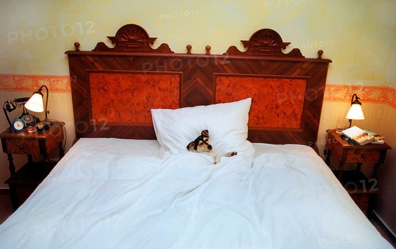 Jack Russell Terrier sleeping alone in a huge bed