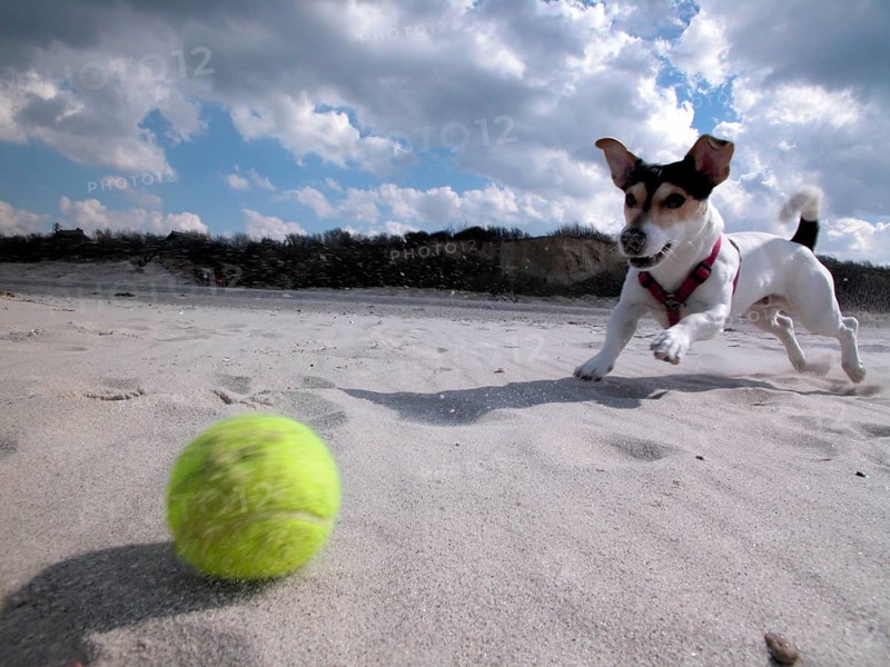 Jack Russell Terrier plays ball on the beach