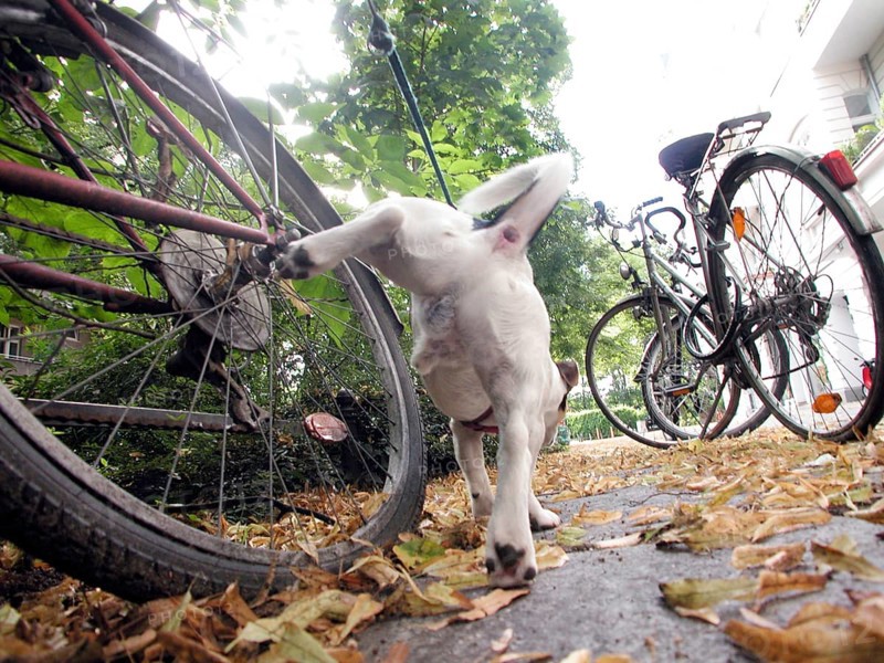 Jack Russell Terrier marks his territory