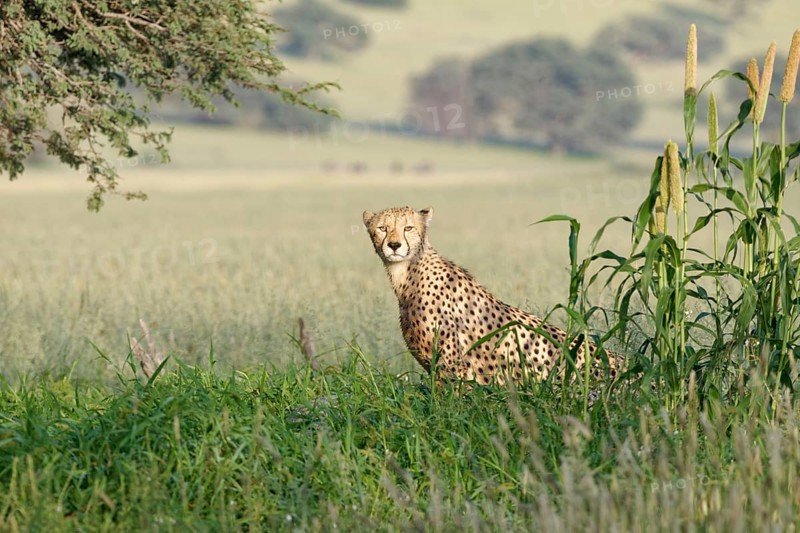 Cheetah (Acinonyx jubatus)