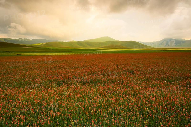 Red flowering field with hills behind in the evening light