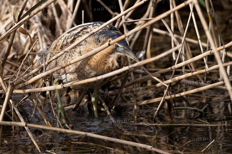 Eurasian bittern (Botaurus stellaris)