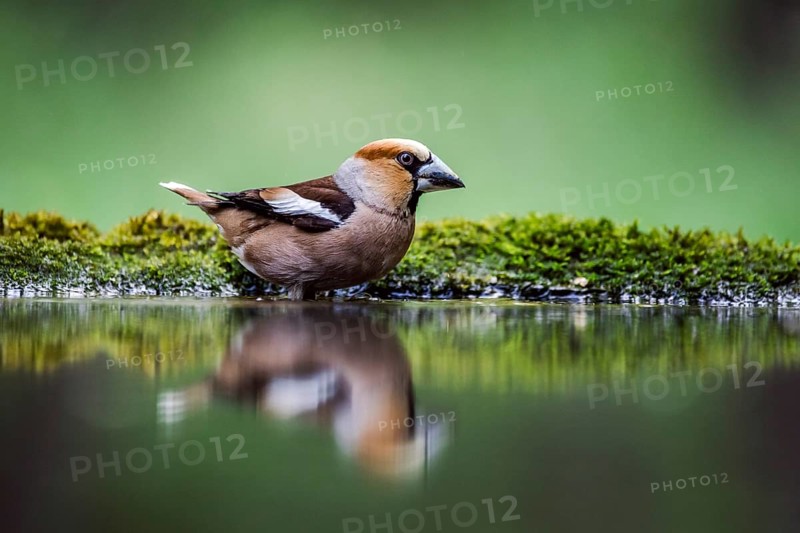 Hawfinch (Coccothraustes coccothraustes)