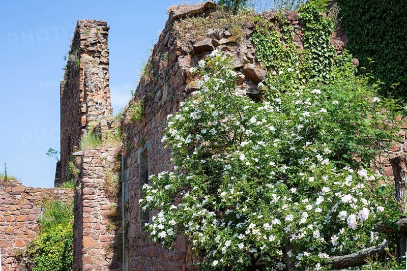 Dog rose (Caninae)