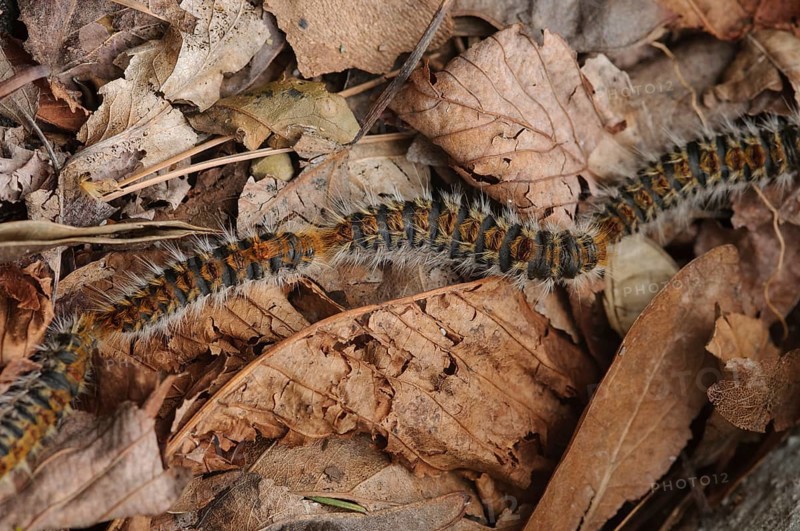 Pine Processionary (Thaumetopoea pityocampa)