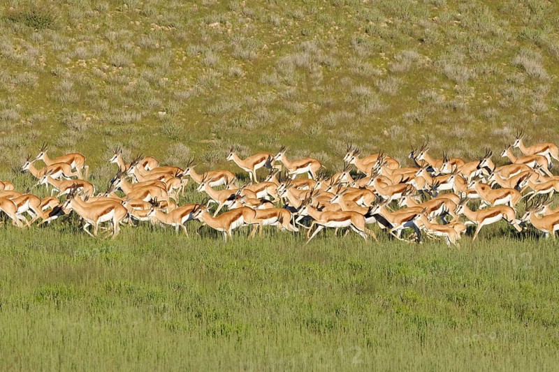 Springboks (Antidorcas marsupialis)