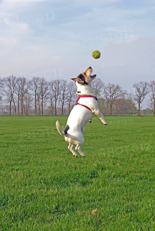 Jack Russell jumps in the air