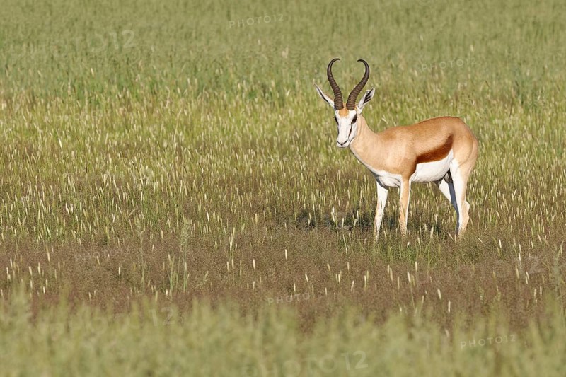 Springbok (Antidorcas marsupialis)
