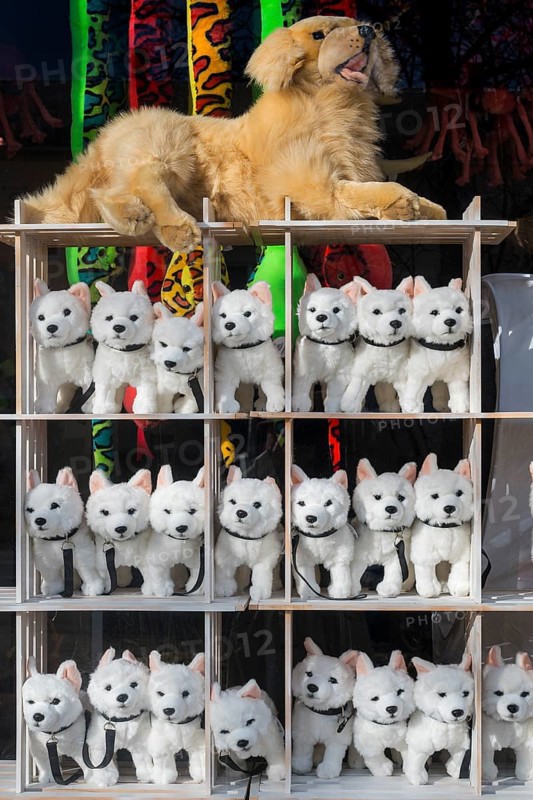 Shop window with toy dogs