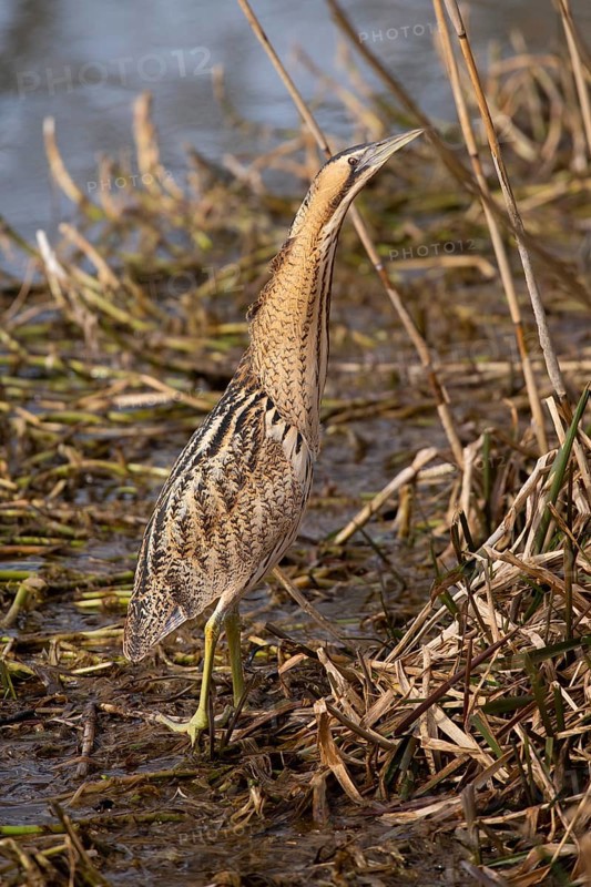 Eurasian bittern (Botaurus stellaris)