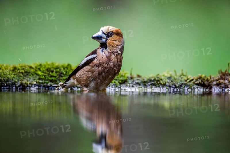 Hawfinch (Coccothraustes coccothraustes)