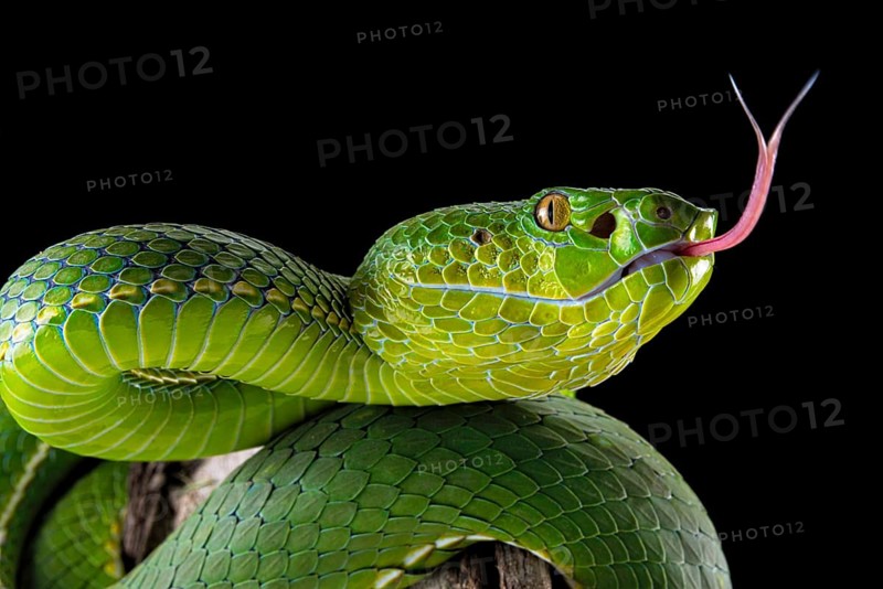 Pope's Pitviper (Trimeresurus popeiorum) female