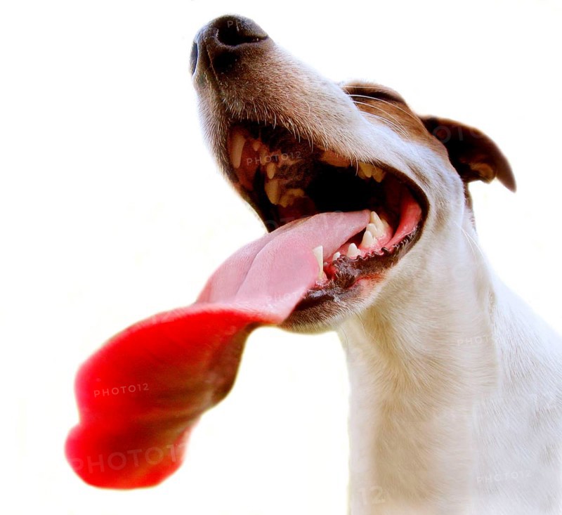 Jack Russell with long tongue