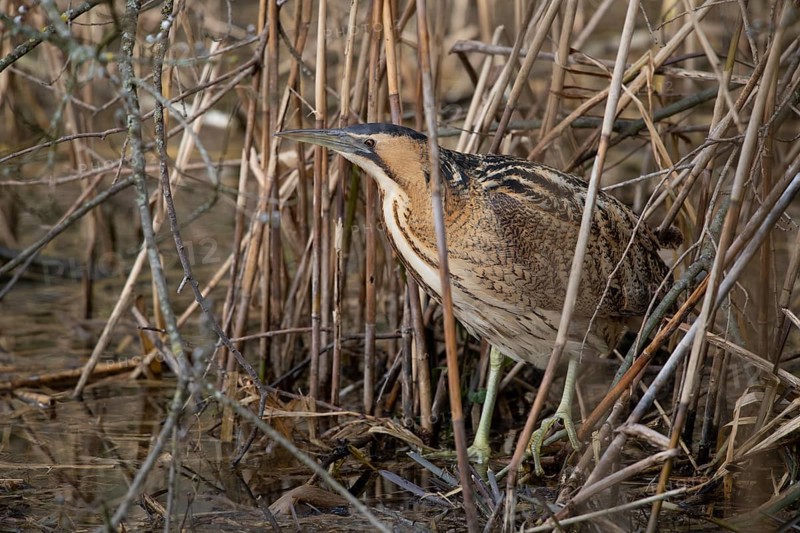 Eurasian bittern (Botaurus stellaris)