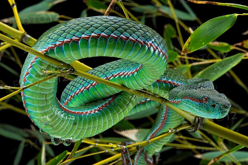 Pope's Pitviper (Trimeresurus popeiorum) male