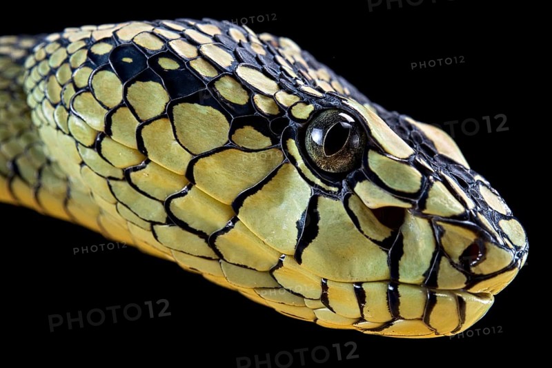 Sumatran Pitviper (Trimeresurus sumatranus) Captive