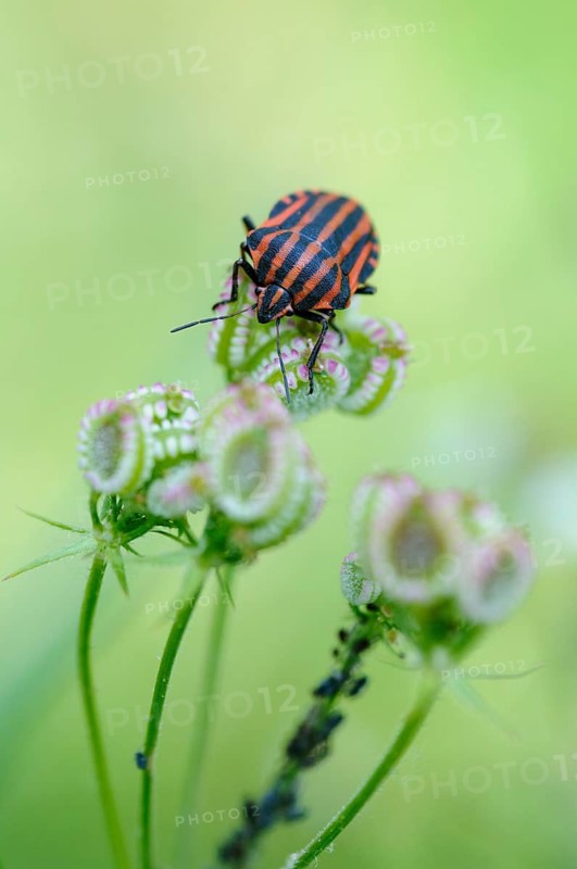 Italian striped-bug (Graphosoma italicum) sits on the fruit of Mediterranean hartwort (Tordylium apulum)
