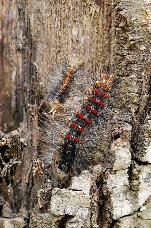 Caterpillars of the sponge moth