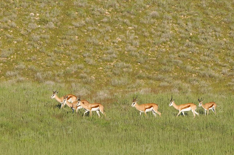 Springboks (Antidorcas marsupialis)