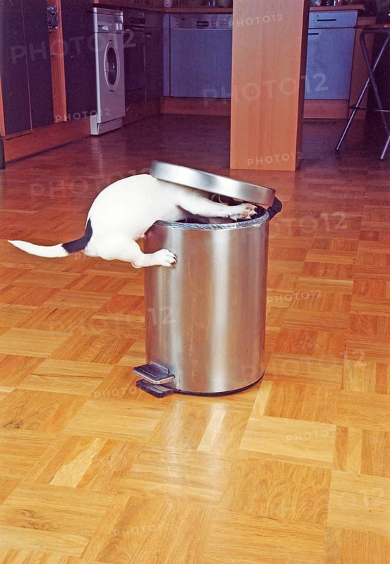 Jack Russell Terrier tries to raid the trash can