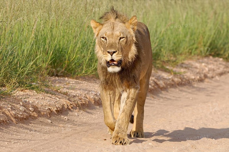 Black-maned lion (Panthera leo vernayi)