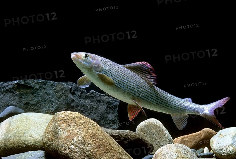 Grayling