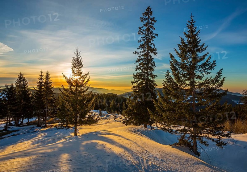 Snow-covered alp at sunrise with Spruces trees (Picea)