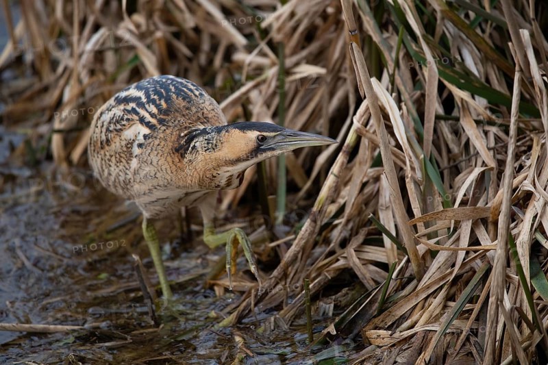 Eurasian bittern (Botaurus stellaris)