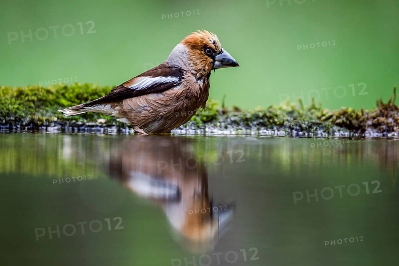 Hawfinch (Coccothraustes coccothraustes)