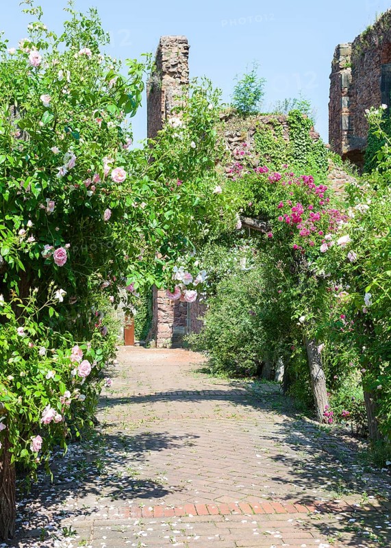 Archway with Roses (Rosa)