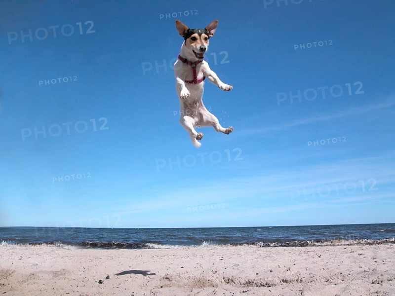 Jack Russell Terrier on the beach