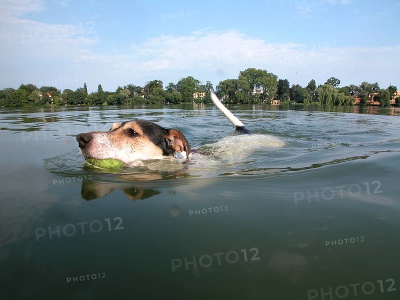 Jack Russell Terrier swims