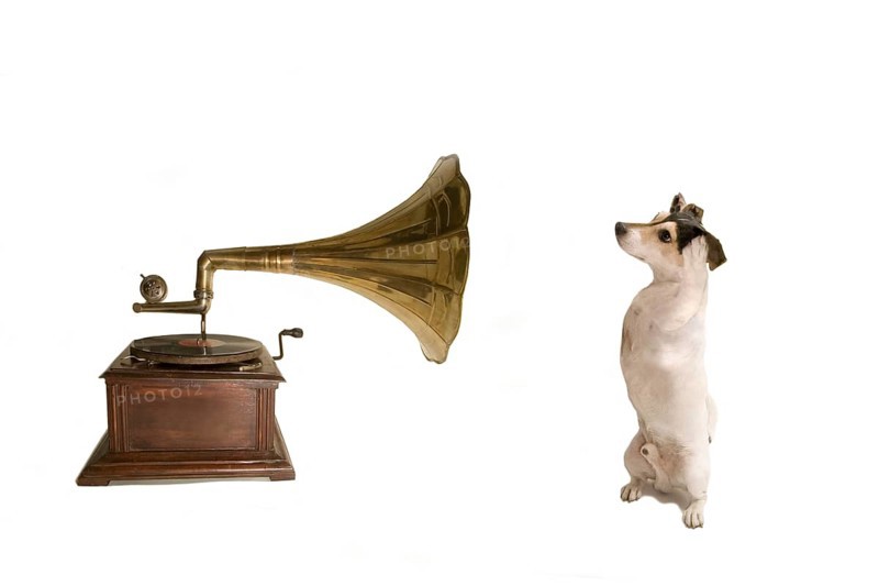 Jack Russell with gramophone