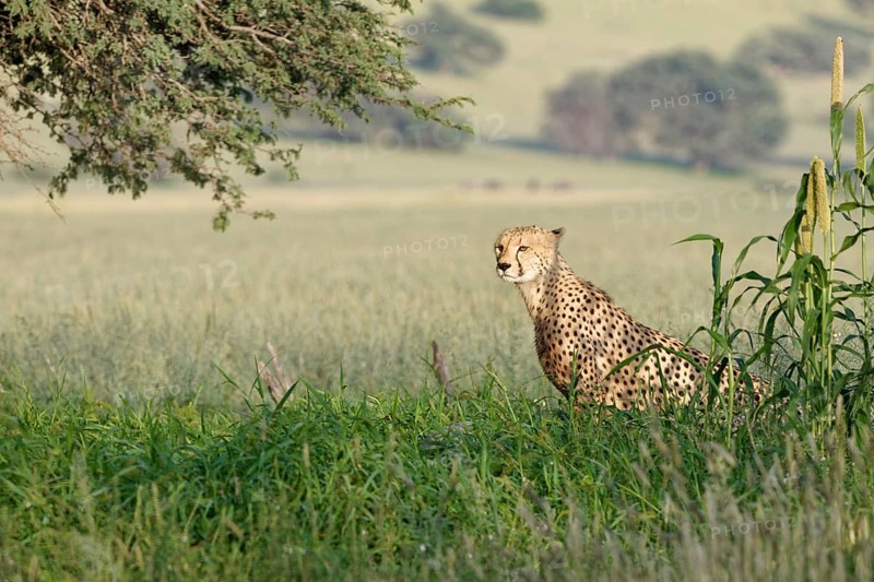 Cheetah (Acinonyx jubatus)