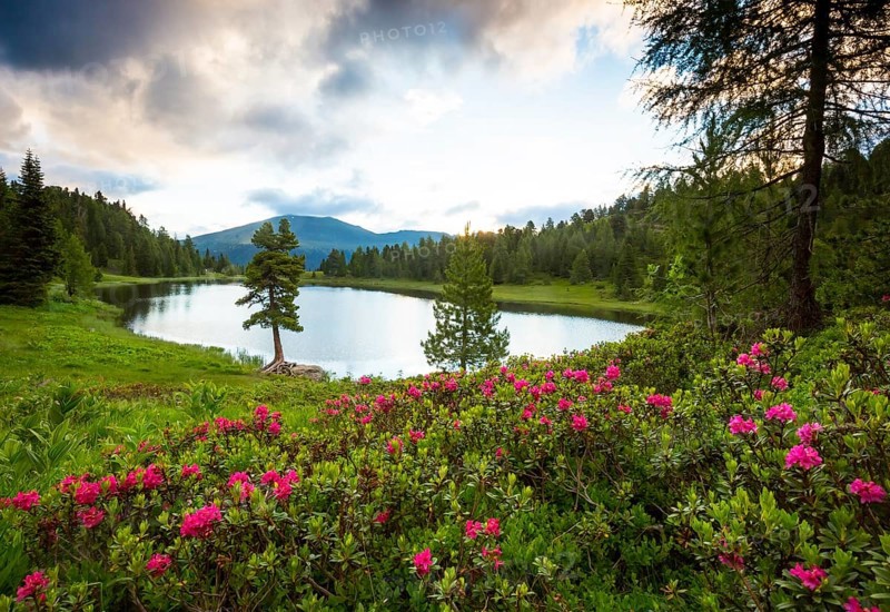 Flowering alpine roses (Rhododendron hirsutum) with lake and trees