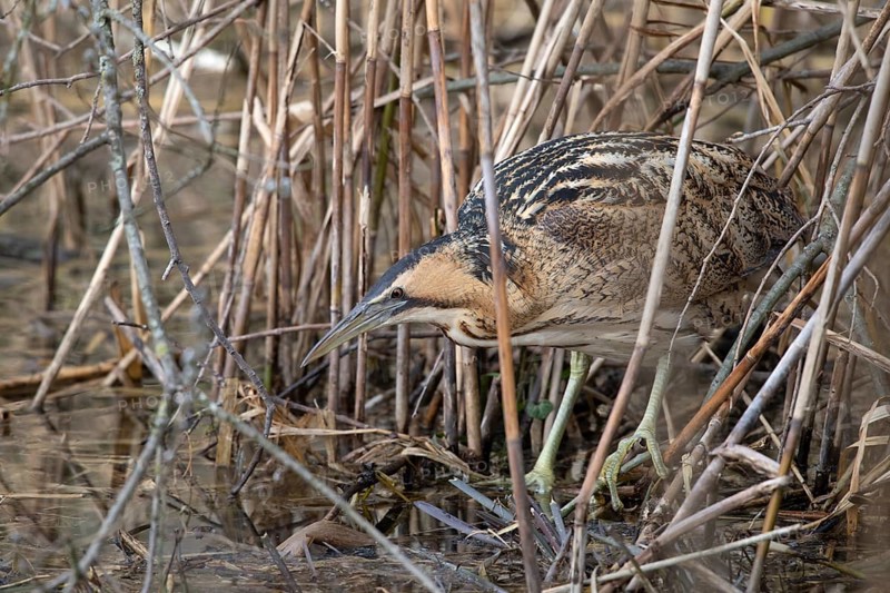 Eurasian bittern (Botaurus stellaris)