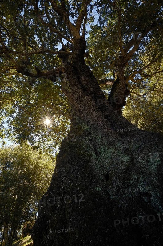 Cork oak (Quercus suber)