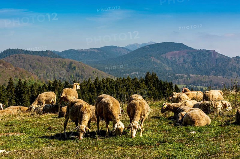 Pastoralism in the regional natural park of Auvergne volcanoes