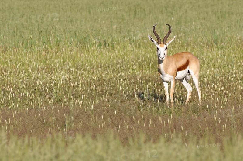 Springbok (Antidorcas marsupialis)