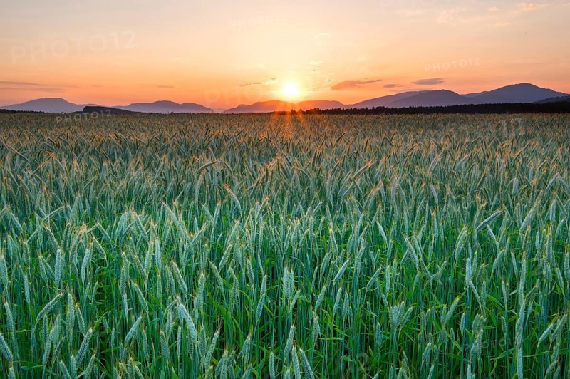 Green grain field at sunset