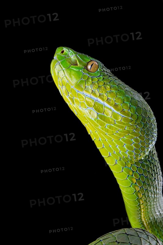 Pope's Pitviper (Trimeresurus popeiorum) female