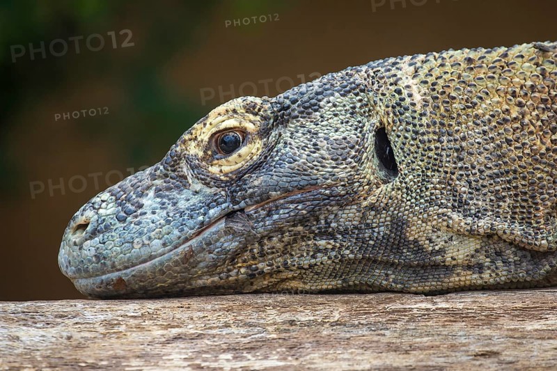 Komodo dragon or Komodo dragon or (Varanus komodoensis)