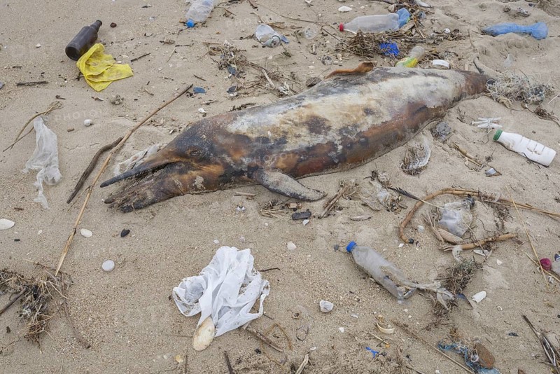 Dead Dolphin washed up on the sandy beach is surrounded by plastic garbage