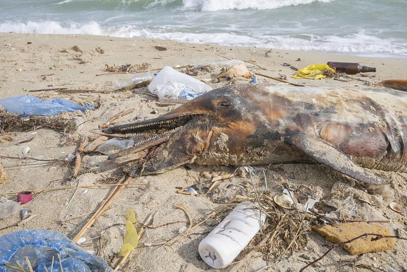 Dead Dolphin washed up on the sandy beach is surrounded by plastic garbage