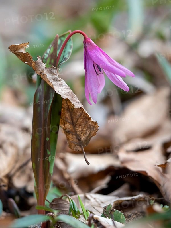 Dog's tooth violetlily (Erythronium dens-canis) bores through dry beech leaf
