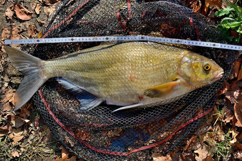 Common bream (Abramis brama) is measured after the catch
