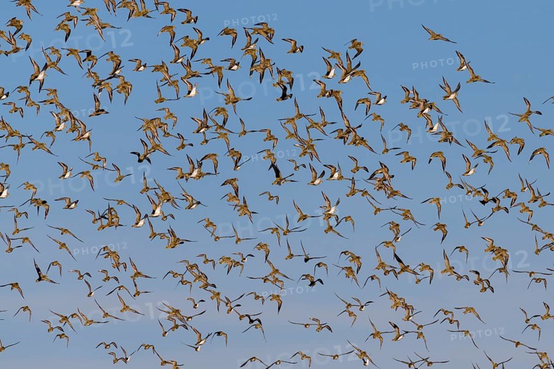 European golden plover (Pluvialis apricaria)